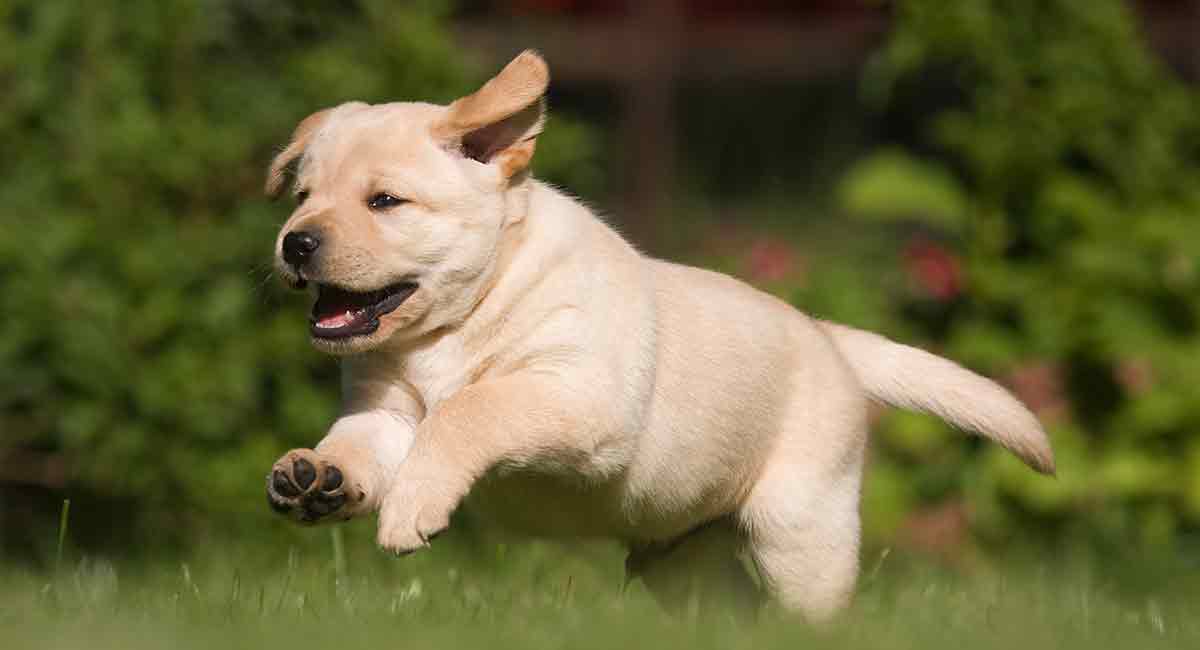 Image of labrador puppies posted on 2022-03-13 14:06:50 from Mumbai. India